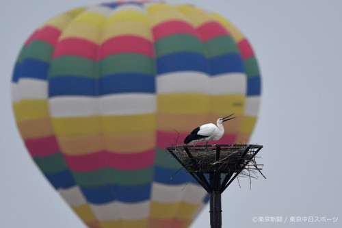 フォトサービス　2019年3月14日　コウノトリ(鸛)　巣塔を彩る熱気球