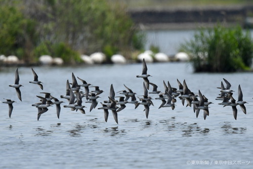 フォトサービス　2019年5月30日　キアシシギ(黄脚鷸)　谷中湖を群れ飛ぶ