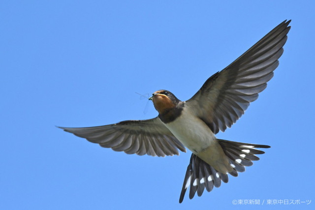 フォトサービス　2019年8月1日　ツバメ(燕)　夏空で虫をパクリ