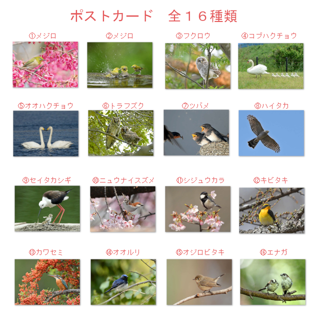 【全種類】探鳥ポストカード 16枚セット