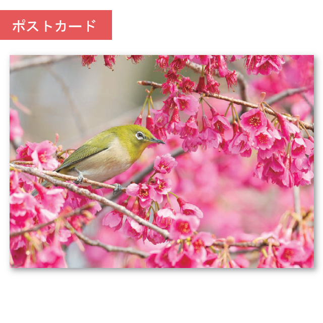 ポストカード　メジロ(目白)桜の蜜を求めて