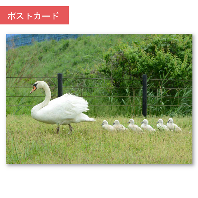 コブ白鳥 切手 14枚セット-