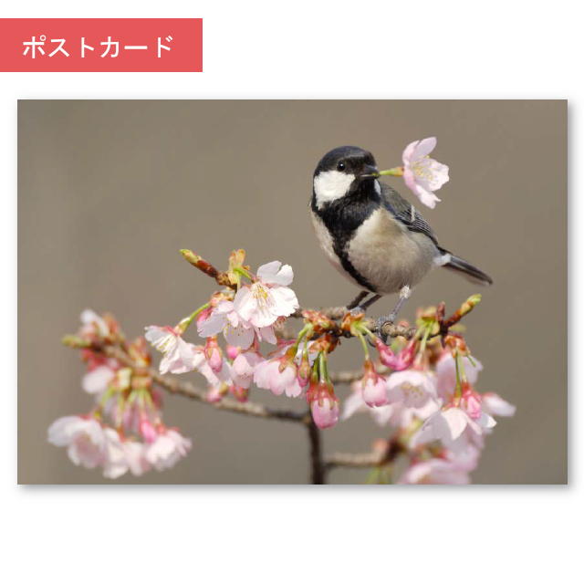 ポストカード　シジュウカラ(四十雀)桜の蜜を吸う