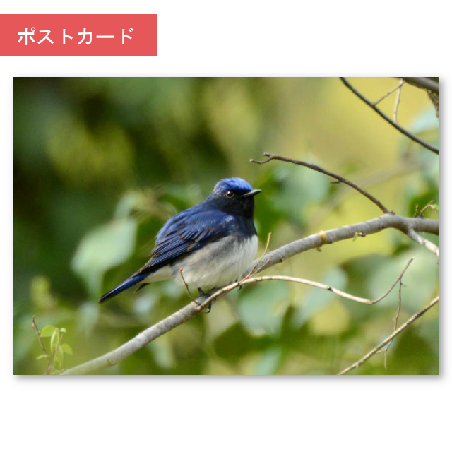 ポストカード　オオルリ(大瑠璃)渡り途中の青い鳥
